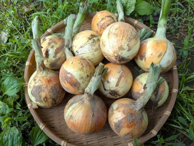 画像1: 新玉ねぎ　５kg　★発送開始しました！ (1)