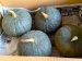 画像1: 信州産かぼちゃ５kg（３〜４個） (1)