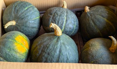 画像1: 信州産かぼちゃ８kg（５〜６個） (1)